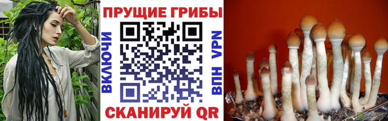 где продают наркотики Катайск Галлюциногенные грибы Psilocybe